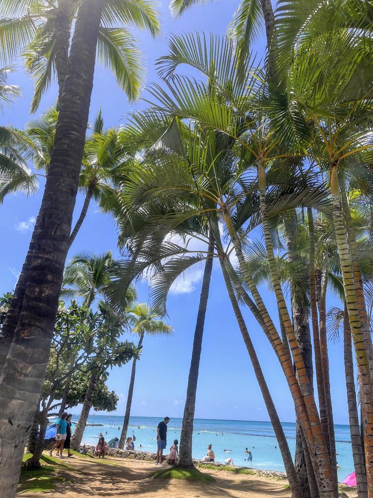 画像に alt 属性が指定されていません。ファイル名: 22resized_palm_beach_750x1000.jpg